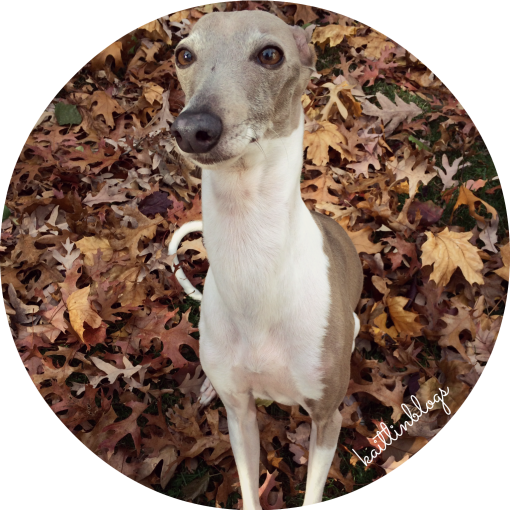 kaitlin blogs boomer italian greyhound fal